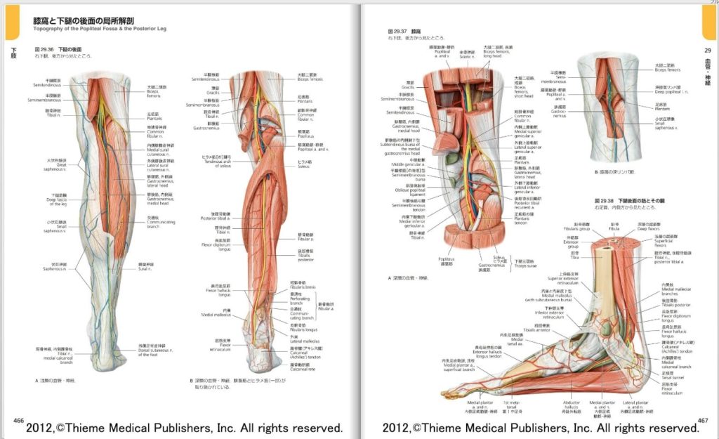 医学部高学年目線で解剖学アトラス比較してみた ネッター プロメテウス グレイ解剖学をレビュー でじすたねっと