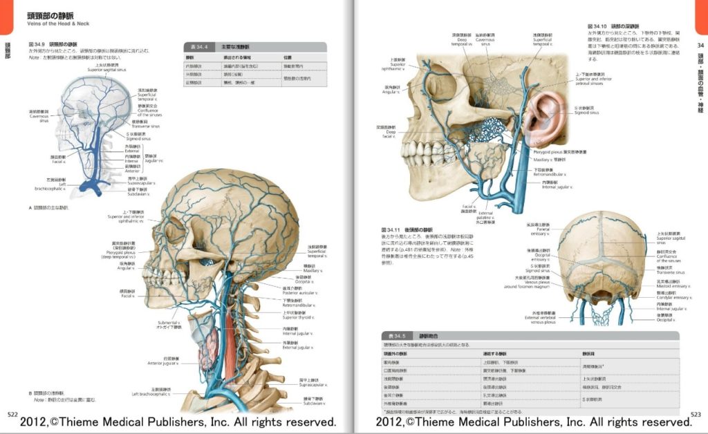 医学部高学年目線で解剖学アトラス比較してみた。ネッター・プロメテウス・グレイ解剖学をレビュー | でじすたねっと