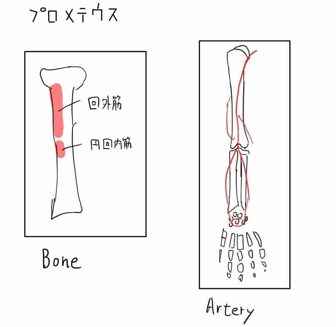 医学部高学年目線で解剖学アトラス比較してみた ネッター プロメテウス グレイ解剖学をレビュー でじすたねっと